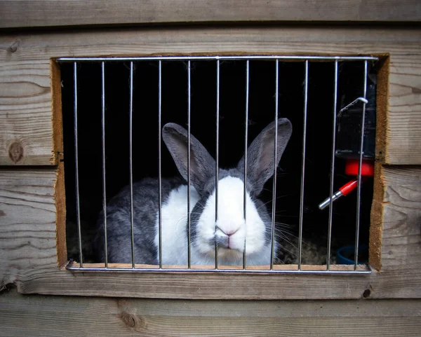 Roztomilý domácí králík venku Cage, Králík s bílým rypákem, roztomilý malý mazlíček pro rodinu — Stock fotografie