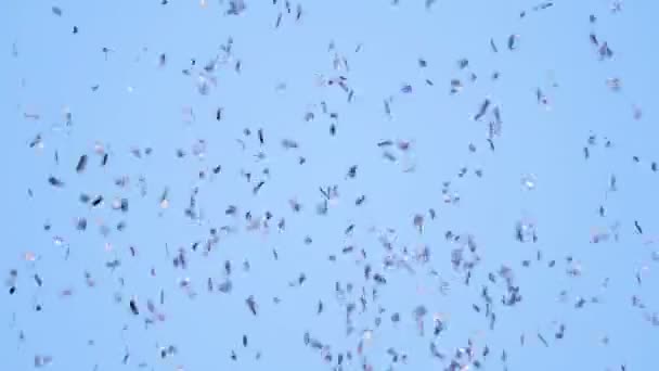Explosión Confeti Pastel Azul Caída Sobre Fondo Azul — Vídeos de Stock
