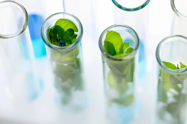 Plante Fraîche Verte Dans Tube Essai Avec Eau Bleue Laboratoire — Photo