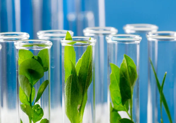 Planta Fresca Verde Tubo Ensayo Con Agua Azul Laboratorio —  Fotos de Stock