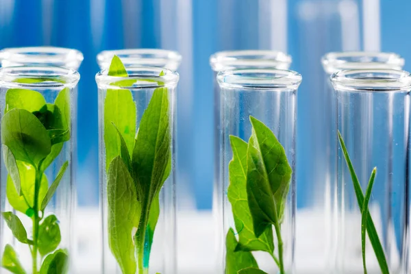 Groene Verse Planten Proefbuizen Laboratorium Opgegroeid — Stockfoto
