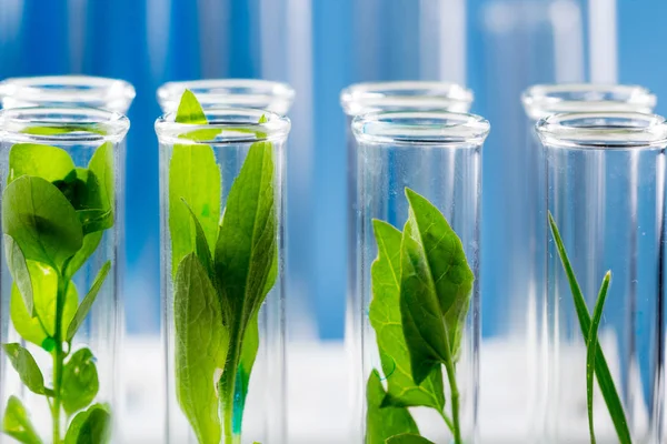 Green Fresh Plants Grown Test Tubes Laboratory — Stock Photo, Image