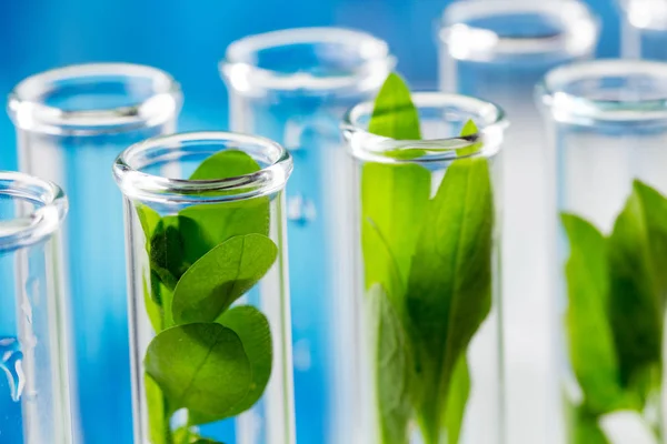 Plantas Verdes Frescas Cultivadas Tubos Ensaio Laboratório — Fotografia de Stock