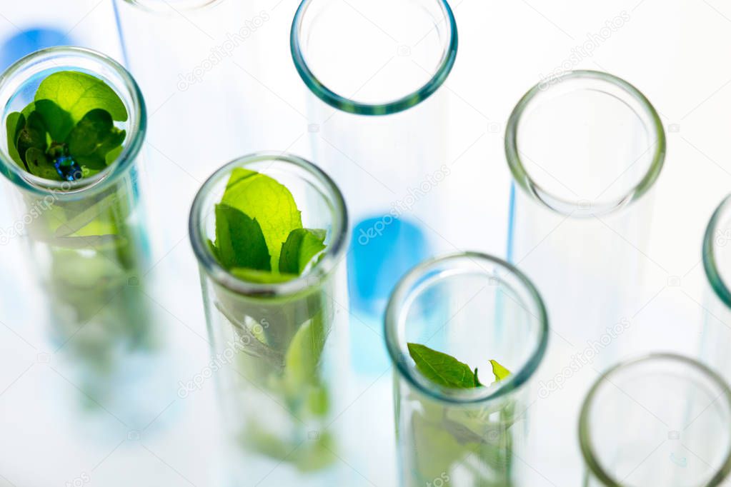Green fresh plants grown up in test tubes in laboratory.