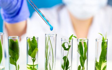 Bilim adamı test tüpleri ile Yeşil taze bitki pipet ile mavi sıvı su damlası hold.