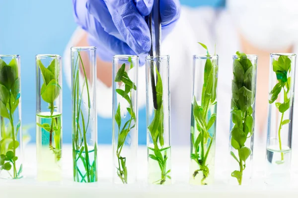 Bilim adamı cımbız ile bitki bir test tüpü içinde tutar..