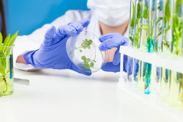 Científico Sostiene Placa Petri Con Planta Laboratorio — Foto de Stock