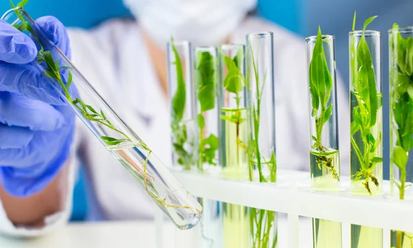 Bilim adamı laboratuvarda test tüpü içinde üretim tesisi ile tutun. 