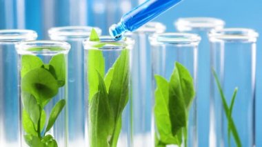 Sıvı damla test tüpü içinde yeşil bitki ile hizaya mavi pipet. Yakın çekim.