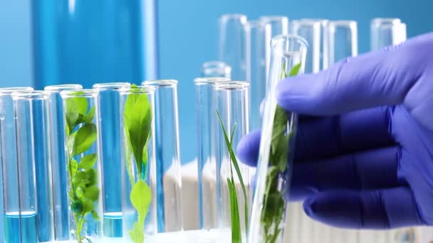 科学家手拿试管与绿色新鲜植物在实验室里 — 图库视频影像