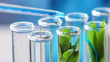 Pipet damla su Intro tüp Yeşil taze bitki içinde sıvı mavi su ile. Yakın çekim.