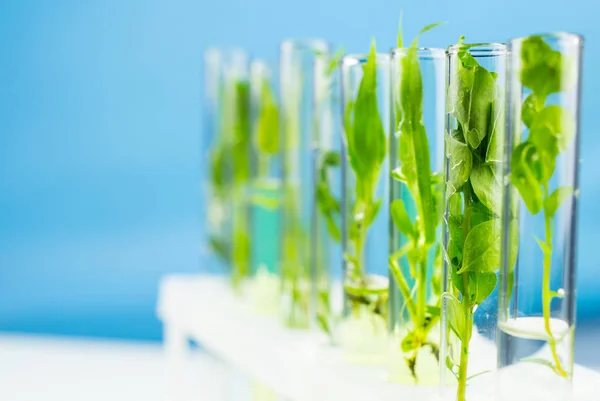 Planta Fresca Verde Tubo Ensaio Fechar — Fotografia de Stock