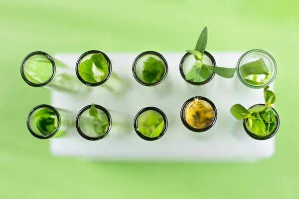 Planta Drenagem Verde Fresca Amarela Tubos Ensaio Vidro Sobre Fundo — Fotografia de Stock