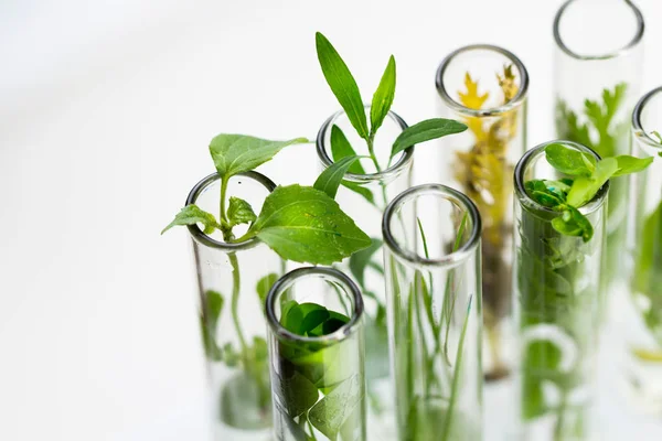 Planta Fresca Verde Tubo Ensayo Vidrio Laboratorio Sobre Fondo Blanco — Foto de Stock