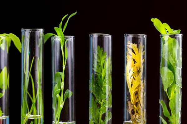 Planta Seca Verde Fresca Amarilla Tubos Ensayo Vidrio Sobre Fondo — Foto de Stock