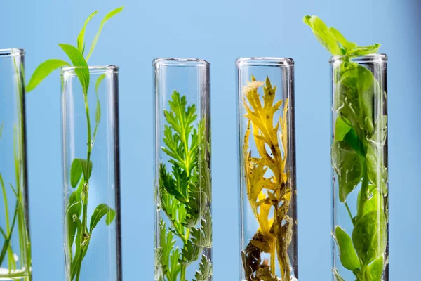 Yeşil taze ve sarı kurutulmuş bitki cam test tüpleri mavi zemin üzerine. Makroyu kapat.