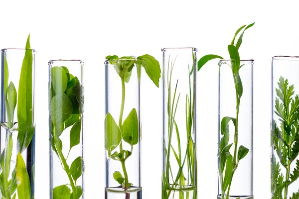Zöld Friss Növény Üveg Kémcsőben Laboratóriumi Fehér Alapon Makró Bezárása — Stock Fotó