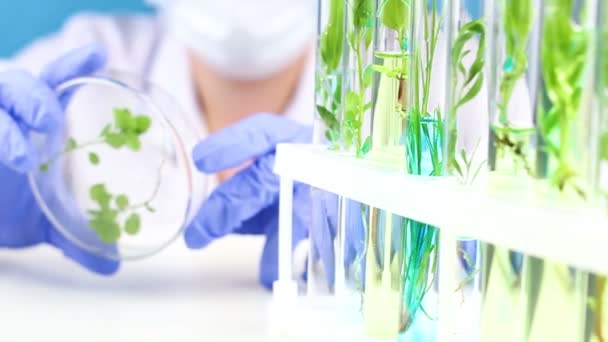 科学家在实验室里用镊子和植物在培养皿里工作 — 图库视频影像
