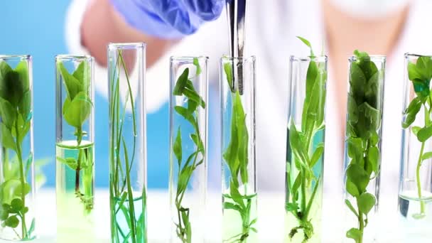 Scientist Works Laboratory Tweezers Plants Test Tubes — Stock Video