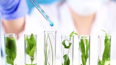Bilim adamı bitkiler içinde test tüplerini içine pipet sıvıdan damlar.