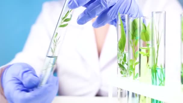 Científico Trabaja Con Planta Tubos Ensayo Laboratorio Cerca — Vídeos de Stock