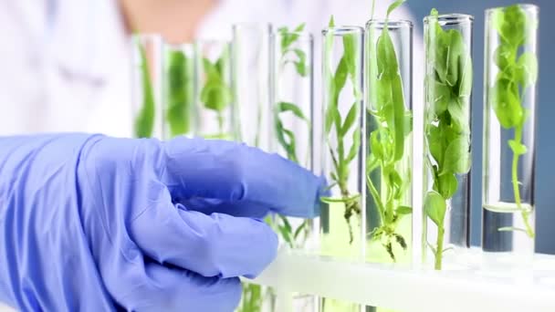 Cientistas Trabalham Com Plantas Tubos Ensaio Laboratório Fechar — Vídeo de Stock