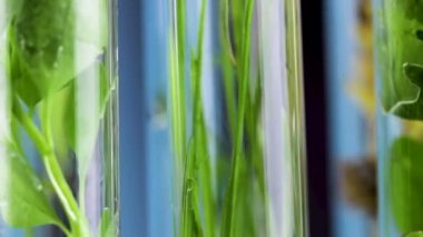 Yeşil taze bitki cam test tüpleri kapatmak makro.