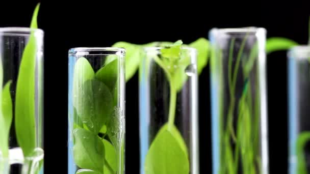 Zielony Świeżych Roślin Szklanych Probówek Bliska Makro — Wideo stockowe