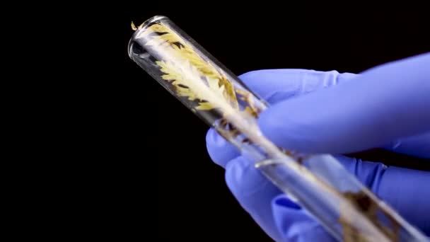 Scientist Hold Glass Test Tube Yellow Dry Plant Close — Stock Video