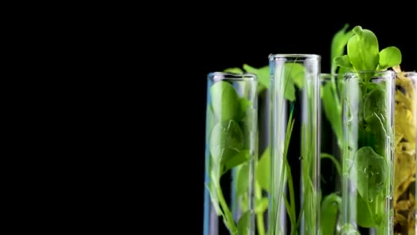 Green Fresh Yellow Dry Plant Glass Test Tube Black Background — Stock Video