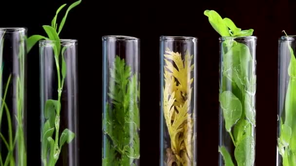 Green Fresh Yellow Dry Plant Glass Test Tube Black Background — Stock Video