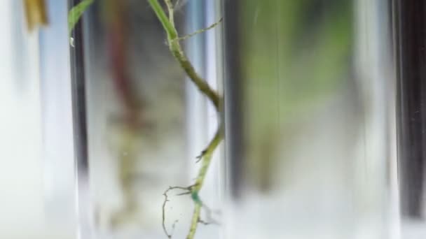 回転ガラス試験管に植物の根 クローズ アップ マクロ — ストック動画