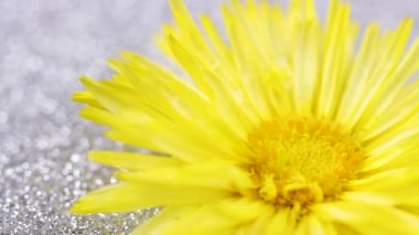 Sarı çiçek gümüş parlak yüzey üzerinde döner. Yakın çekim.