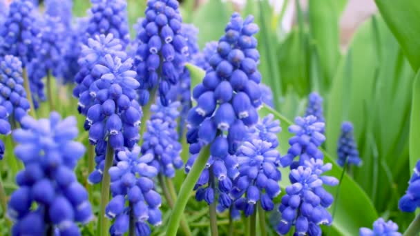 Schöne Frühlingsblaue Blumen Wald Nahaufnahme Von Zeitlupe — Stockvideo