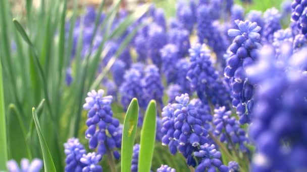 森の中の素敵な春の青い花 4Kスローモーション映像をクローズアップ — ストック動画