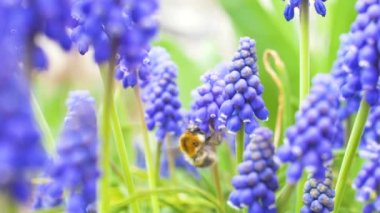 Ormanda arıların uçuşuyla mavi çiçekler. Yavaş çekim görüntülerini kapatma.