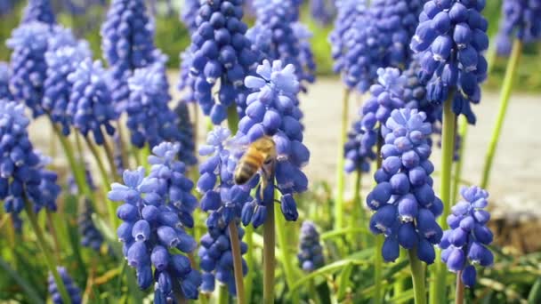 Fleurs Bleues Dans Forêt Avec Des Abeilles Volantes Fermer Les — Video