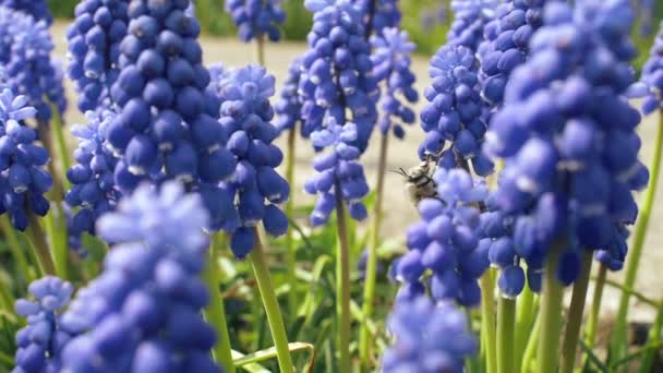Kék Virágok Erdőben Méh Repülő Közelít Lassú Mozgás Felvételeket — Stock videók