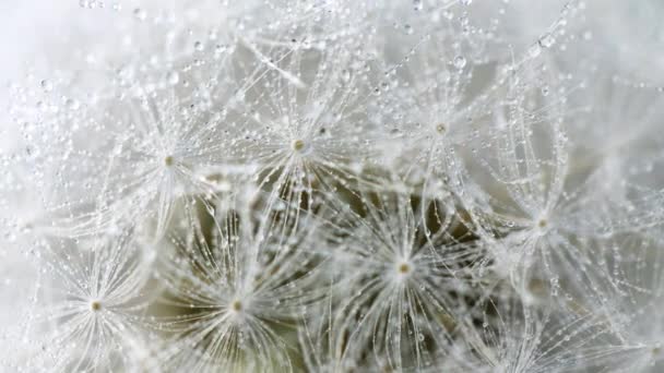 Flor Semilla Diente León Girando Primer Plano Metraje — Vídeos de Stock