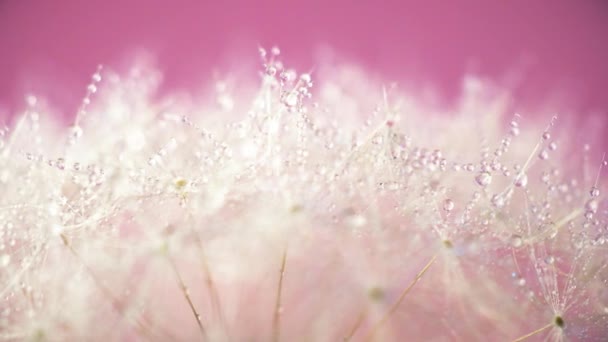 Fleur Pissenlit Tournante Sur Fond Pastel Fermer Les Images — Video