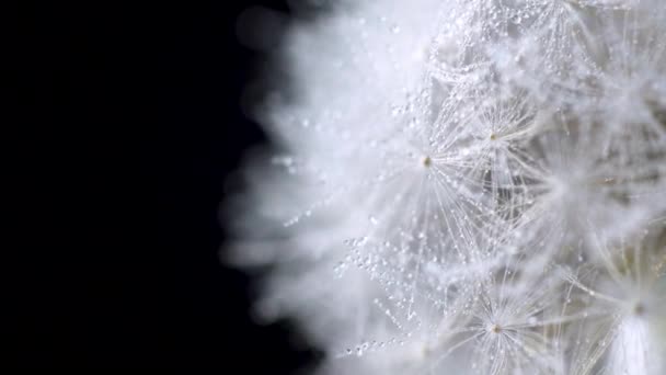 黒い背景にタンポポの種の花の回転 4K映像をクローズアップ — ストック動画