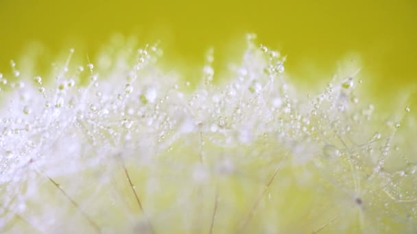 Pastel Arka Planda Karahindiba Tohumu Çiçek Rotatink Görüntüleri Kapatın — Stok video