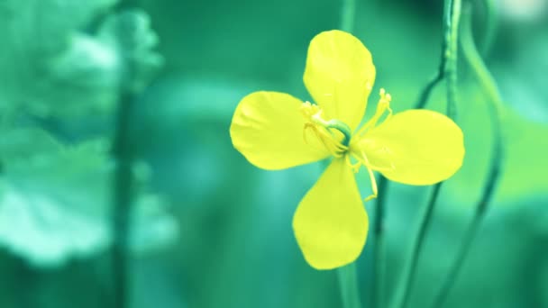 緑の草の中の黄色の花 4Kクローズアップマクロ映像 — ストック動画