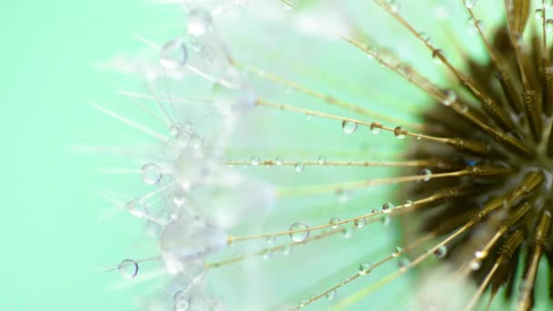 Dandelion Flower Rotatink Pastel Background Close Footage — Stock Video