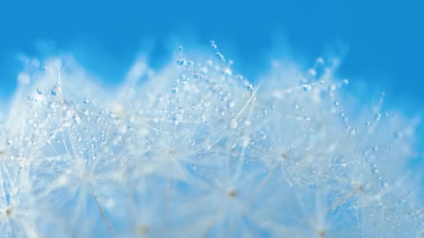 Pastel Arka Planda Karahindiba Tohumu Çiçek Rotatink Görüntüleri Kapatın — Stok video
