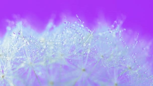 Mniszek Kwiat Nasion Rotatink Tle Pastelowych Zbliżenie Materiału Filmowego — Wideo stockowe