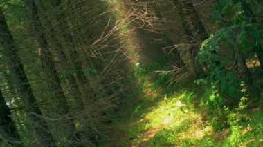 Kamera dönen yeşil ağaçlar orman. 4k doğa görüntüleri.