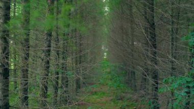 Dalları ve güneş ışınları ışık ile derin orman. 4k sihirli doğa.