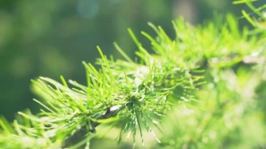 Derin ormanlarda güzel yeşil ağaçlar dalları. 4k yavaş çekim yakın çekim görüntüleri.