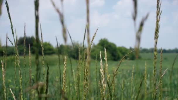 Herbe Végétale Verte Blé Sur Ciel Bleu Arrière Plan Gros — Video